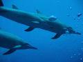   Big Island spinners  